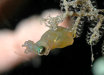 青岛水族馆首次采集到微鳍乌贼