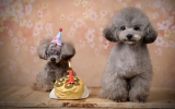 狗，你生日快乐