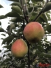 青农大五个梨品种有了“身份证”