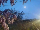 紫藤•明月